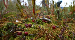 Заблудившиеся на болоте нашлись