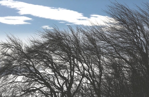 В Новосибирской области из-за сильного ветра действует экстренное предупреждение