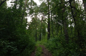 Как не заблудиться, отправляясь в лес за грибами