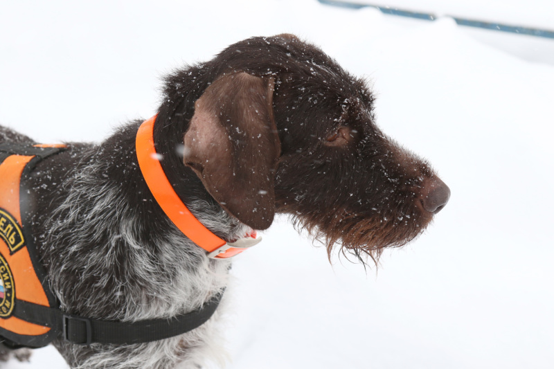 Награду на церемонии «Лучшие собаки России» получила служебная собака МЧС России