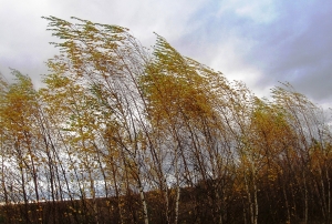 В Новосибирской области ожидается усиление ветра