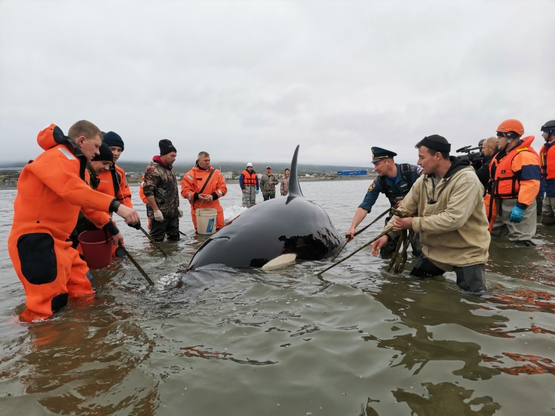В Магадане сотрудники МЧС России спасли оказавшуюся на отмели в бухте косатку