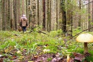 Грибной сезон. Лес не для беспечных