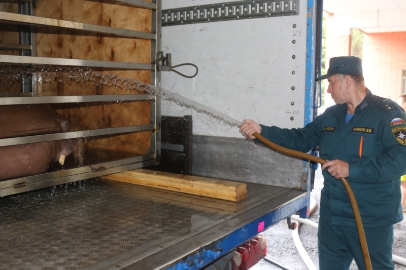 Сотрудники МЧС России спасли от перегрева двух моржей