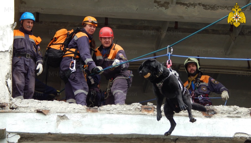 Поисковая кинологическая служба МЧС России насчитывает 341 аттестованный расчет