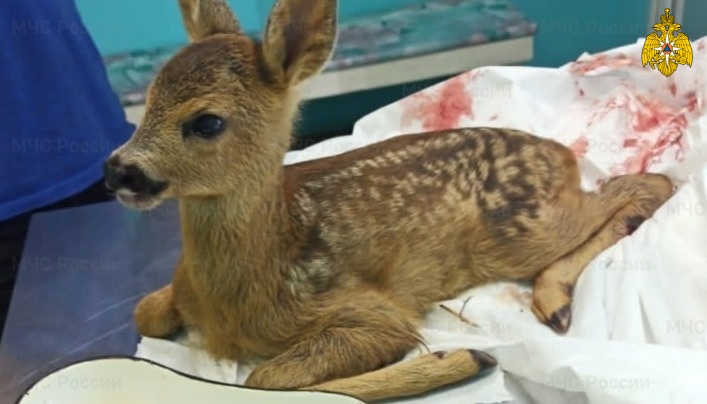 Пожарный Нижегородского МЧС России спас от гибели детёныша косули (видео)