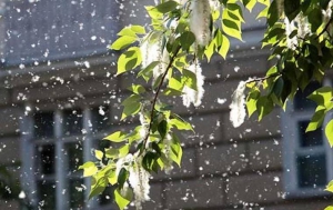 Своевременная уборка и проливка водой мест скопления тополиного пуха уменьшает пожарную опасность